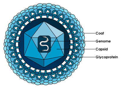 a cell showing the cell coat, genome, capsid, and glycoprotein